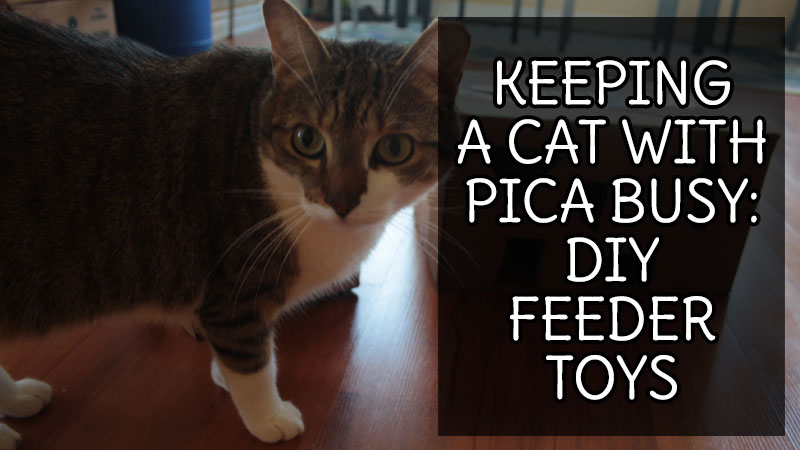 keeping-a-cat-with-pica-feeder-toy