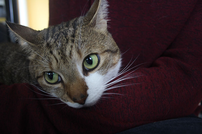 beau-big-eyes-round-green-cat-kitten-cute