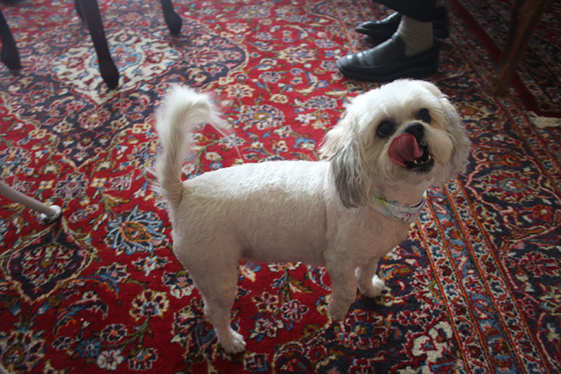 rosie-white-puppy-licking-face-mouth-cute-dog