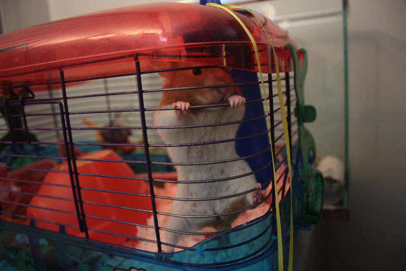 Hamsters climbing the outlet cage sides