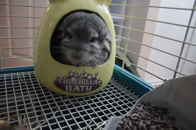 do chinchillas lose their hair when scared