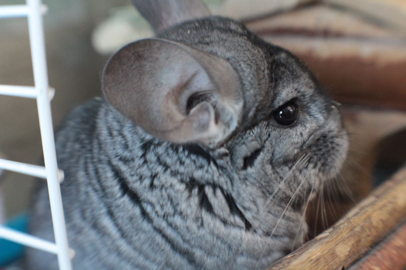 why do chinchillas shed