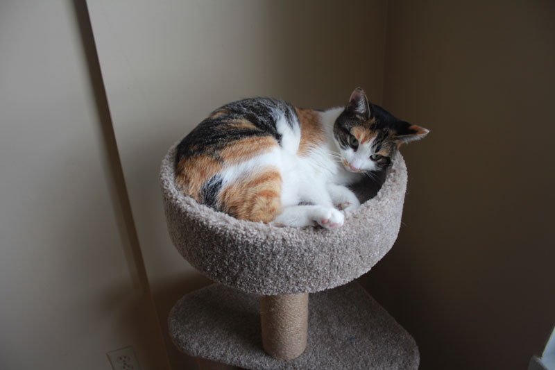 kalista-sleeping-in-cat-tree