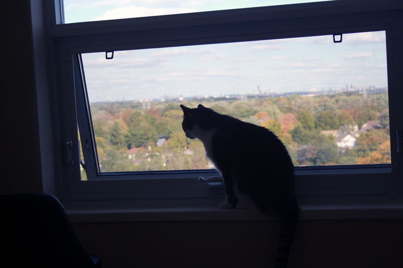 beau-sitting-at-window