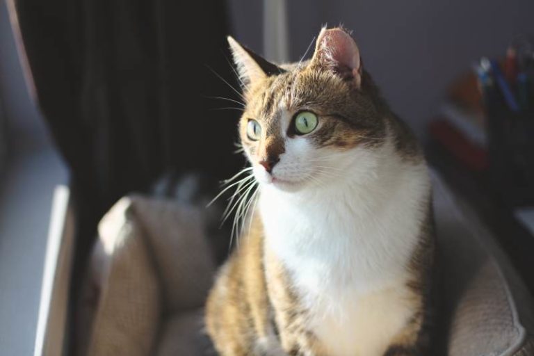 Is Vinegar Safe for Cats to Eat? Should I Clean with Vinegar or Will It Make My Cat Sick?