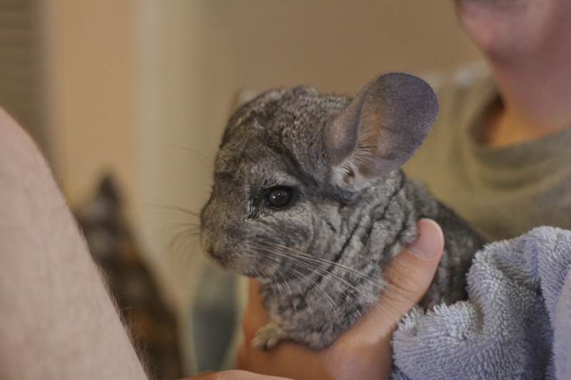 do chinchillas lose their hair when scared