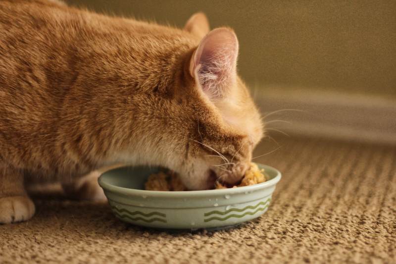 is it ok for cats to eat rice