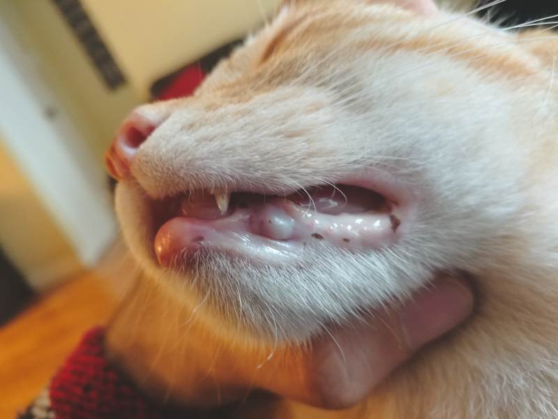 cat pictures of inflamed lips