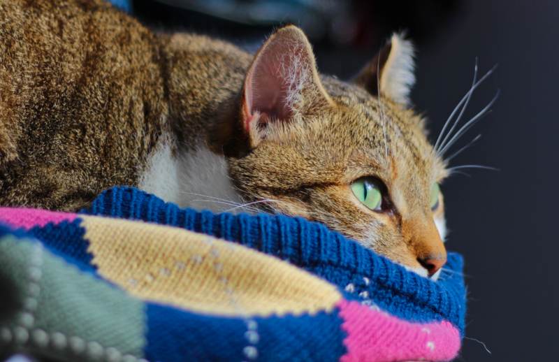 beau-lying-down-on-sweater-open-eyes-whiskers