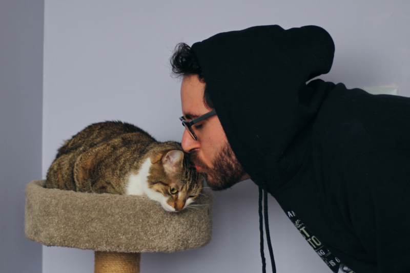 Do Cats Like to Be Kissed? How to Show Affection to Your Cat